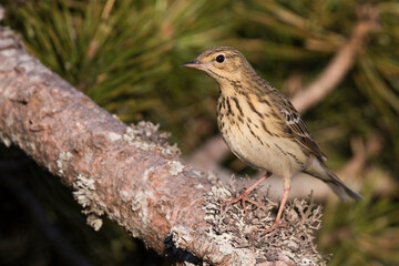 Boompieper, Tree Pipit, Anthus trivialis