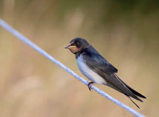 The barn swallow (Hirundo rustica) is the most widespread species of swallow in the world.