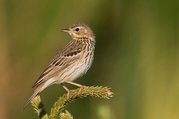 Boompieper, Tree Pipit, Anthus trivialis trivialis