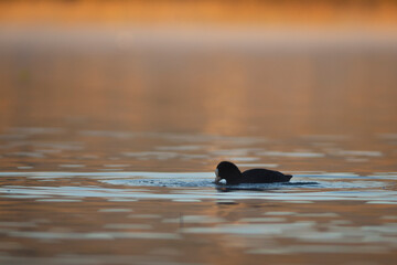 focha común (Fulica atra) nadando en un lago al amanecer