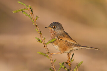 Atlasgrasmus, Tristram's Warbler, Sylvia deserticola