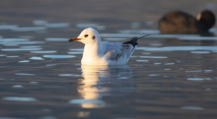 Gaviota Común o Reidora (Chroicocephalus ridibundus) nadando en el Lago de Bañolas (Estany de Banyoles) al amanecer. Girona, Catalunya, España, Europa.