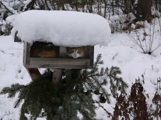 Junge Katze im Futterhaus im Winter