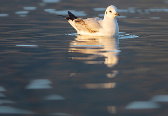 Gaviota Común o Reidora (Chroicocephalus ridibundus) nadando en el Lago de Bañolas (Estany de Banyoles) al amanecer. Girona, Catalunya, España, Europa.