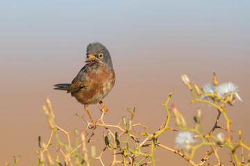 Atlasgrasmus, Tristram's Warbler, Sylvia deserticola