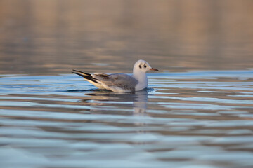 Gaviota Común o Reidora (Chroicocephalus ridibundus) nadando en el Lago de Bañolas (Estany de Banyoles) al amanecer. Girona, Catalunya, España, Europa.