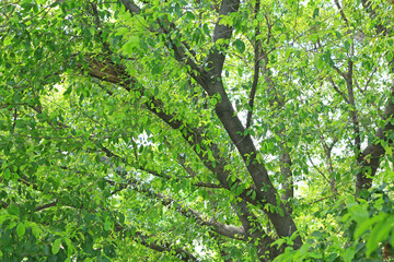 Tree leaf and branches in the garden background