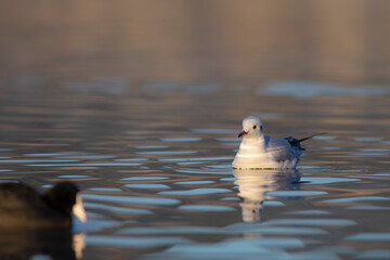 Gaviota Común o Reidora (Chroicocephalus ridibundus) nadando en el Lago de Bañolas (Estany de Banyoles) al amanecer. Girona, Catalunya, España, Europa.