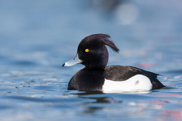Kuifeend, Tufted Duck - Reiherente - Aythya fuligula