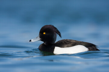 Kuifeend, Tufted Duck - Reiherente - Aythya fuligula