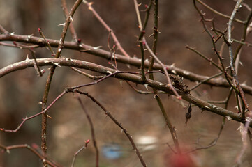 Rose hip Branches winter Prickles Vitamin C