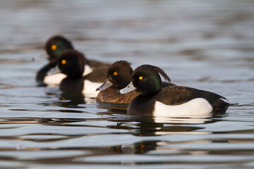 Fototapeta premium Kuifeend, Tufted Duck, Aythya fuligula
