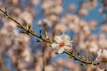 Almond tree blossom