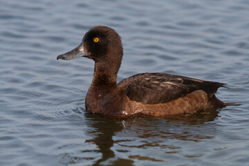 Tufted Duck, Kuifeend, Aythya fuligula