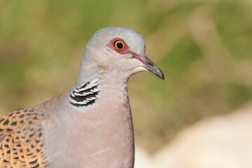 Turtle Dove, Zomertortel, Streptopelia turtur ssp. turtur