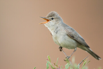 Grote Vale Spotvogel, Upcher's Warbler, Hippolais languida