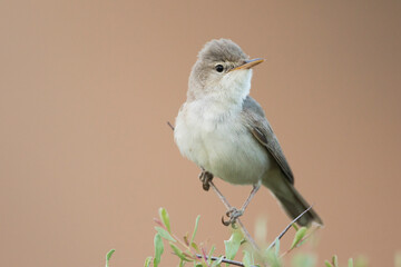 Grote Vale Spotvogel, Upcher's Warbler, Hippolais languida