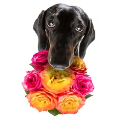 Afwasbaar Fotobehang Grappige hond valentines mothers and fathers day dog