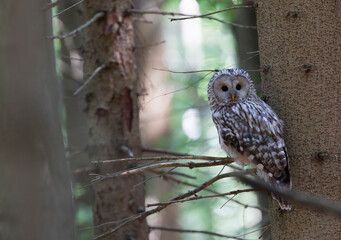 Oeraluil, Ural Owl, Strix uralensis