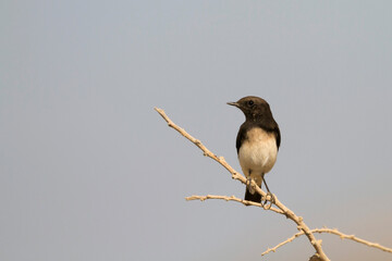 Picatatapuit, Variable Wheatear, Oenanthe picata