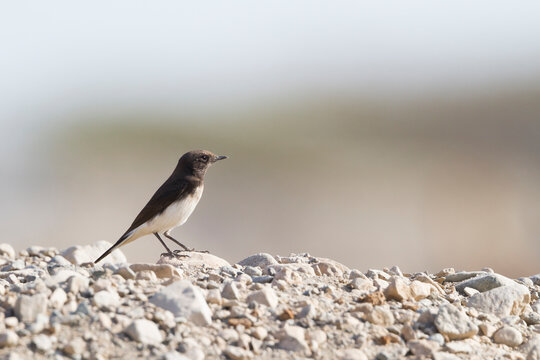 Picatatapuit, Variable Wheatear, Oenanthe picata