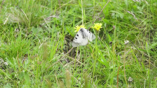 Clouded apollo (Parnassius mnemosyne). The butterfly freezes in case of cloudy weather and cold weather, vicinity of the Mt. Elbrus). 2500 m A.S.L
