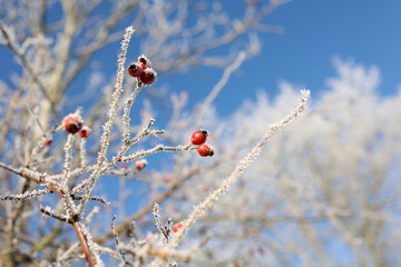 Red rose hips on a frosty morning