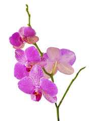 purple flowers of orchid Phalaenopsis isolated close up