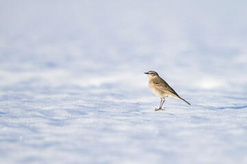 Waterpieper, Water Pipit, Anthus spinoletta spinoletta