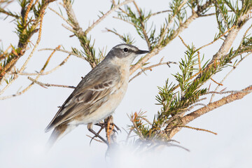 Waterpieper, Water Pipit, Anthus spinoletta spinoletta