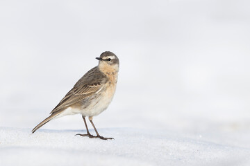 Waterpieper, Water Pipit, Anthus spinoletta spinoletta