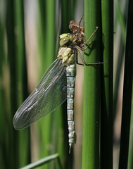 Blaugrüne Mosaikjungfer - 