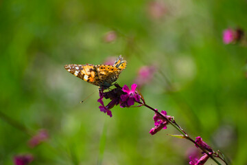 butterfly Danaus plexippus sits on pink wildflowers Silene viscaria, Lychnis viscaria. delicate butterfly on meadow flowers, spring or summer. close-up, green blurred background