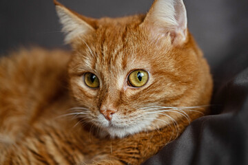 Ginger cat sits at home. The red kitten looks into the camera. Front view of an orange cat on a gray pillow.