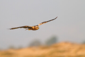 Eurasian Marsh Harrier; Circus aeruginosus;