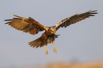 Eurasian Marsh Harrier; Circus aeruginosus;