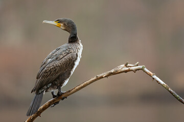 A great cormorant (Phalacrocorax carbo) resting on a branch after a swim at a lake.