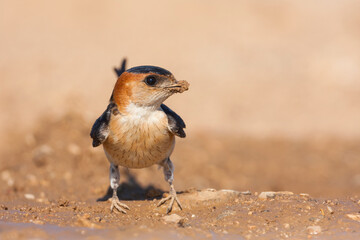 Western Red-rumped Swallow, Roodstuitzwaluw, Cecopris daurica ssp. rufula