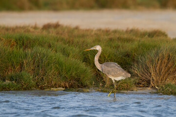 Western Reef-Egret; Egretta gularis ssp. schistacea