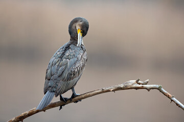 A great cormorant (Phalacrocorax carbo) perched on a branch and preening its feathers.