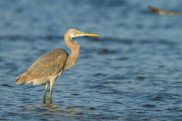 Western Reef-Egret; Egretta gularis ssp. schistacea