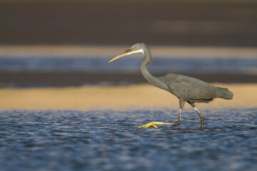 Western Reef-Egret; Egretta gularis ssp. schistacea