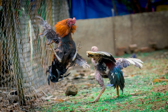 Pictures of 2 chickens fighting each other