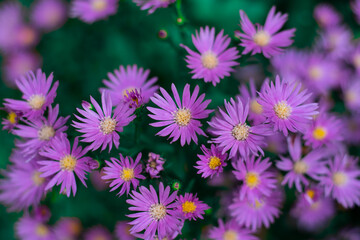 purple flowers in the garden.