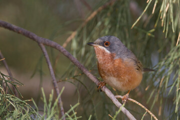 Westelijke Baardgrasmus, Western Subalpine Warbler, Sylvia inornata