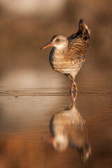 Waterral, Water Rail, Rallus aquaticus