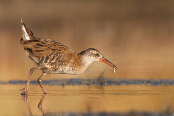 Waterral, Water Rail, Rallus aquaticus