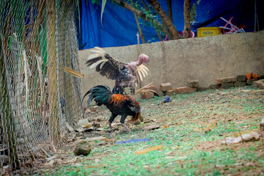 Pictures of 2 chickens fighting each other