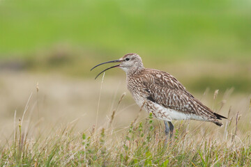 Whimbrel, Regenwulp, Numenius phaeopus ssp. islandicus