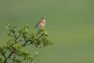 Paapje, Whinchat, Saxicola rubetra